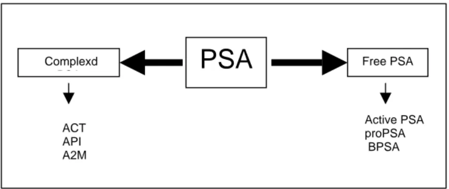 Figure 1: PSA exists in free form or in complex with other  
