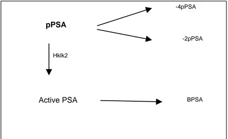 Figure 2: Different forms of free PSA. 