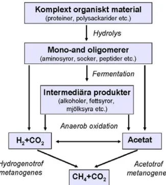 Figur 3 Nedbrytning till biogas i flera steg. (Jarvis &amp; Schnürer, 2009, Med tillstånd av Avfall Sverige) 
