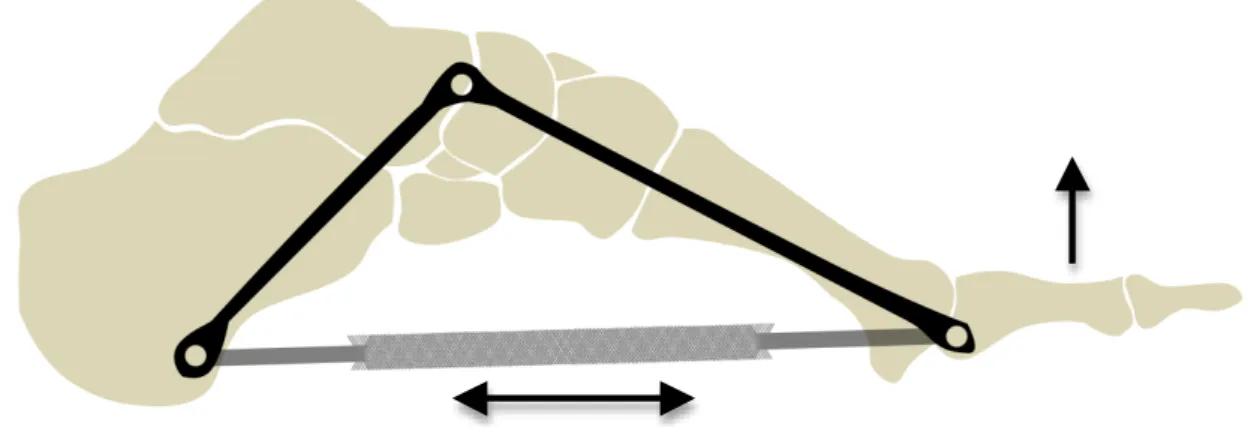 Figur 1: Plantarfascian sträcks ut under belastning samt vid dorsalflexion i tålederna