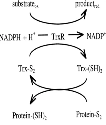 Figure 1. The thioredoxin system 