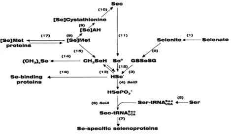 Figure 5. Selenium metabolism 