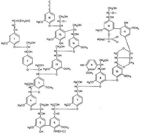 Figure 1 – A scheme proposed by Adler showing a structural segment of softwood lignin