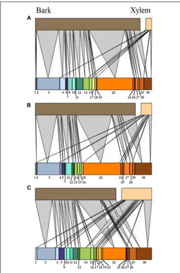 FIGURE 6 | Bipartite network graphs representing the isolates relative abundance of fungal isolates, arranged after morphotype (indicated by number) in oak tissues (xylem and bark) from high (A), medium (B), and low (C) tree vitality classes.