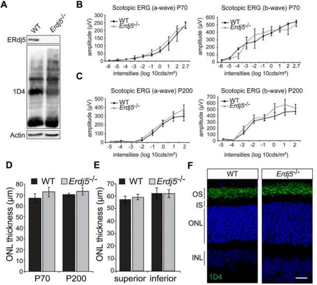 Figure 1. Erdj5 knockout mice do not show retinal degeneration. (A) Western blot of WT and Erdj5− / − retina lysate probed with ERdj5 and 1D4 anti-rhodopsin antibody.