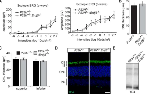Figure 2. Erdj5 ablation does not affect retinal degeneration in P23H rhodopsin mice. (A) Scotopic ERG responses of the P23H+ / −:Erdj5− / − animals compared to P23H+ / − (n = 4)