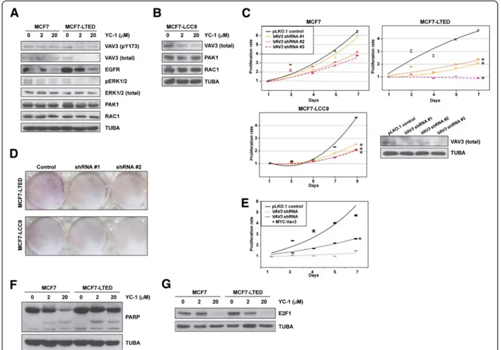 Figure 4 Study of VAV3 in models of acquired resistance to endocrine therapies. (A) Western blot analysis results for VAV3 (pT173 and total, top panels), signaling components and control tubulin α (TUBA) from MCF7 cells and long-term estrogen deprivation o