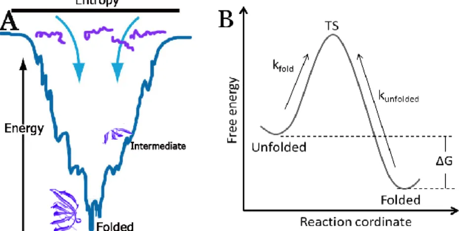 Figure  1.  A)  Illustration  of  the  free  energy  landscape  for  protein  folding