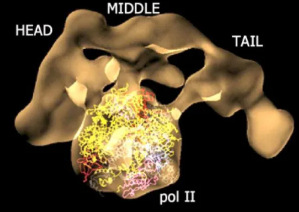 Figure  4.  The  Mediator  complex  interacting  with  Pol  II.  Cryo-EM  structure  of  Mediator-pol  II  complex  where  pol  II  structure  was  docked  in  the  central  part