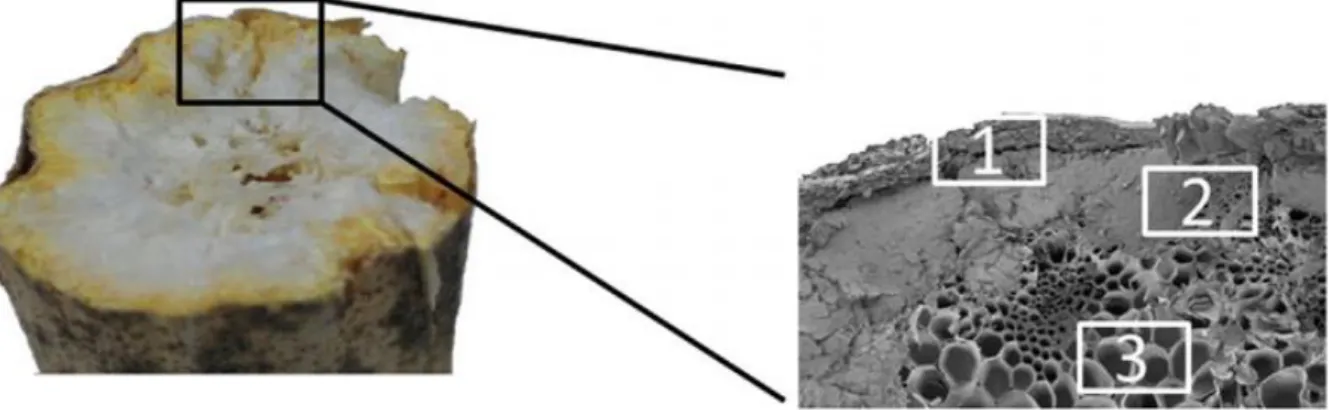 Figur 7: Åt vänster är en övergripande bild på ett rapshalmstrå. Åt höger är en SEM-bild på ett rapshalmstrå  [10]