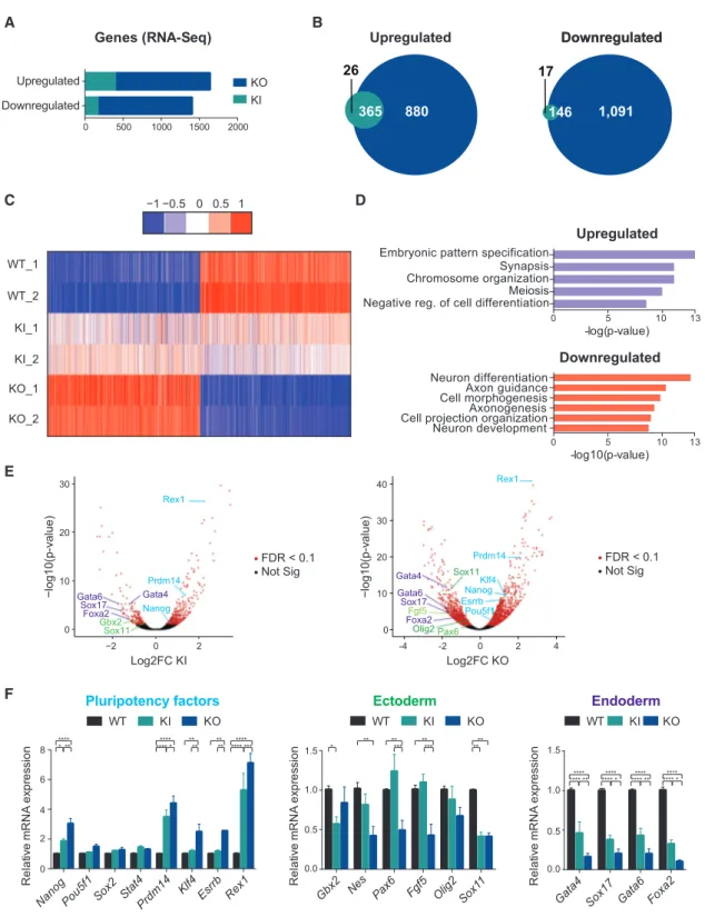 Figure 3. THAP1 Negatively Regulates the ESC Transcriptome