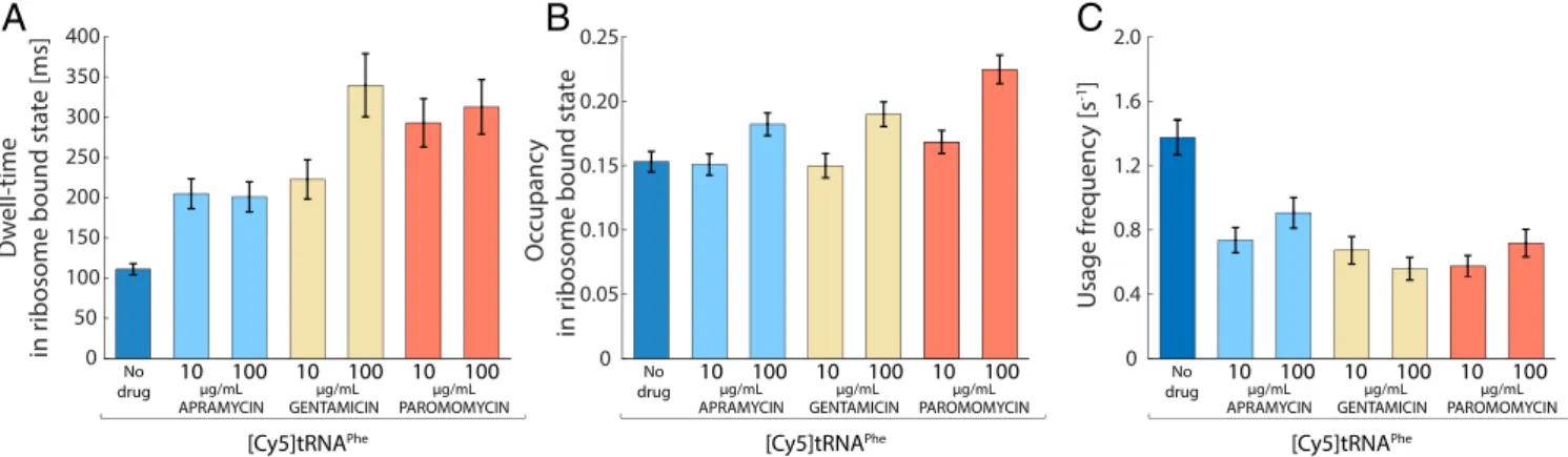 Fig. 2. Longer and less frequent ribosome binding of [Cy5]tRNA Phe during aminoglycoside treatment