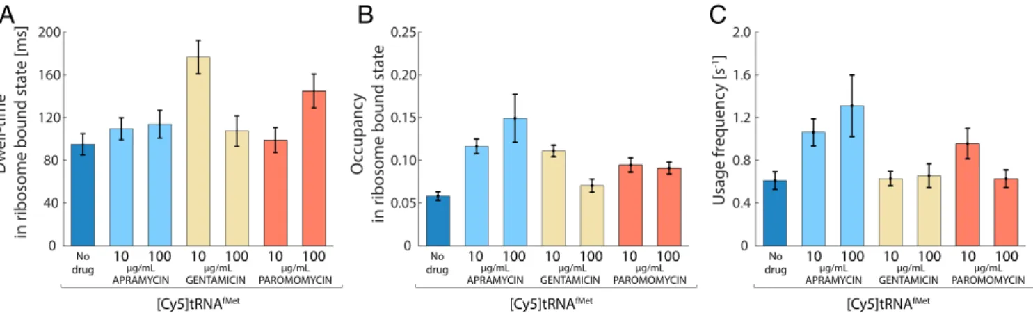 Fig. 4. The [Cy5]tRNA Phe usage relative to [Cy5]tRNA fMet usage decreases in the presence of aminoglycosides