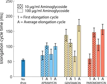 Fig. 5. The impact of aminoglycosides in the first elongation cycle com- com-pared to an average elongation cycle