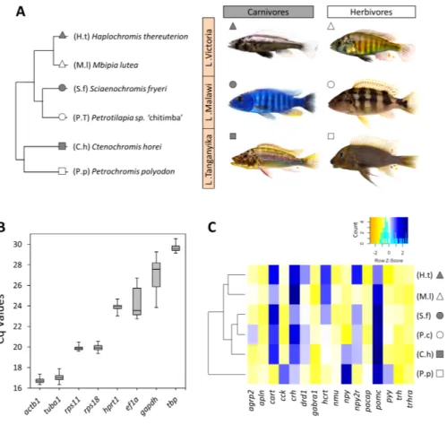 Figure 1 The haplochromine cichlid species in this study, expression levels of the reference genes and a hierarchical clustering based on expression pattern of appetite-regulating genes in the brains