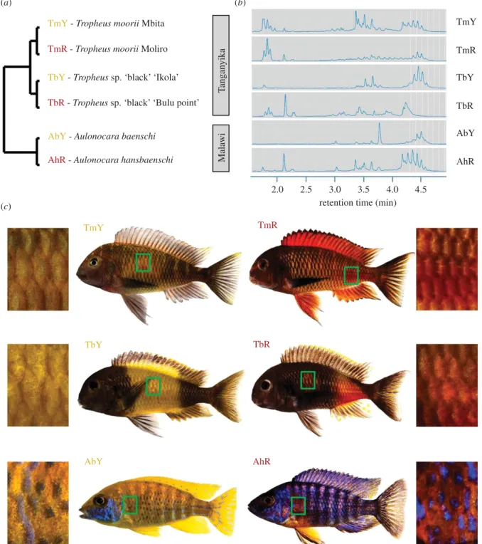 Figure 1. Cichlid taxa and skin regions analysed in the present study. (a) Schematic illustration of the phylogenetic relationships between the investigated cichlid taxa