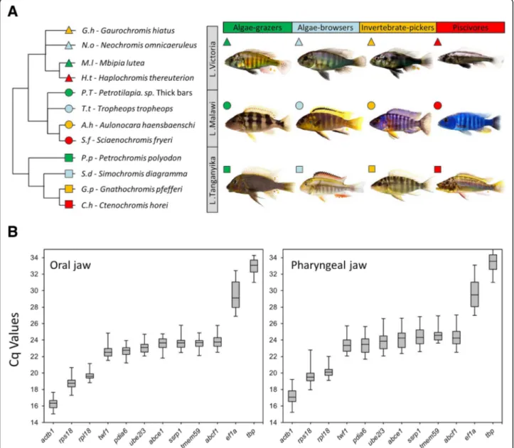Fig. 1 Relatedness, habitats, trophic specialization and expression levels of candidate reference genes in the jaws of haplochromine cichlid species used in this study