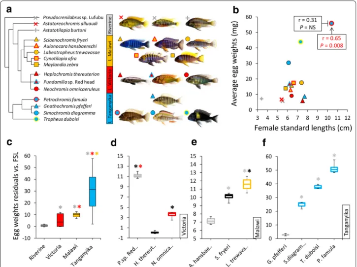 Fig. 1  Relatedness, habitats and egg weights of haplochromine cichlid species used in this study