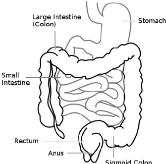 Figure 1. Schematic drawing of the large intestine.