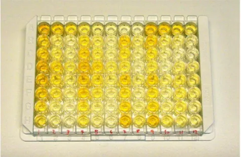 Figure  3.  Working  principle  for  sandwich- sandwich-ELISA  HK210.  Wells  of  a  96-well  microtiter  plate  are  coated  with  capture  antibody  with  specificity  for  mouse  MPO