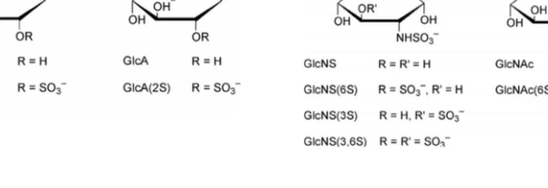 Figure 2        Monosaccharide  building  blocks  of  heparin  and  heparan  sulfate;  a)  α-L-Iduronic  acid, b) β-D-Glucuronic acid, c) N-sulfo-α-D-Glucosamine, d) N-acetyl-α-D-Glucosamine  (219)