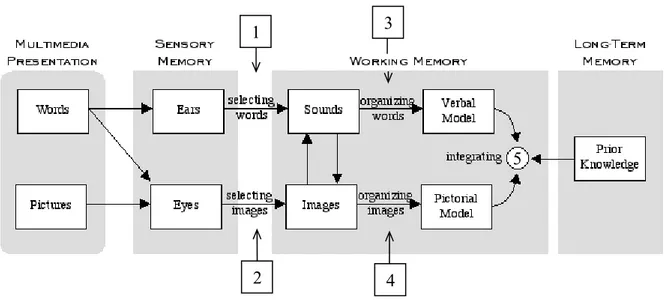 Figur 3.1 Mayers modell för kognitiv inlärning. Modellen visar på att människan genomgår fem steg  vid inlärning: (1) val av relevanta ord för processande i verbala arbetsminnet, (2) val av relevanta  bilder för processande i visuella arbetsminnet, (3) org