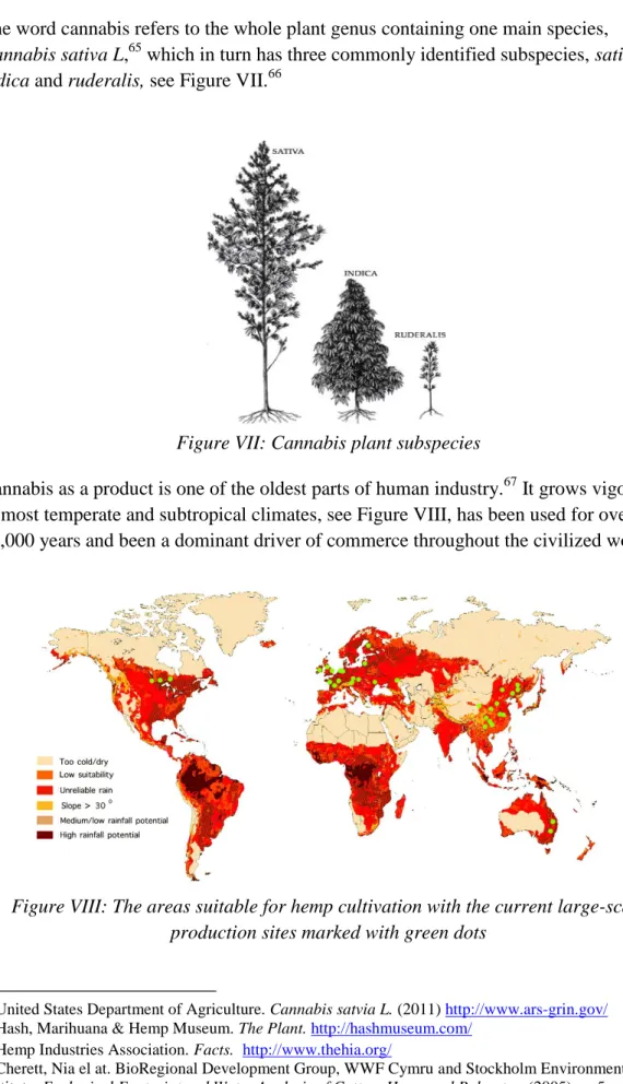 Figure VII: Cannabis plant subspecies 