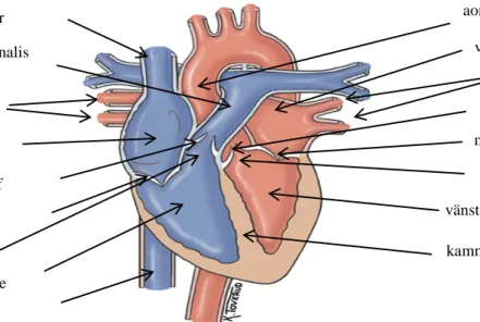 Figur 1.  Tvärsnitt av hjärtat i frontalplanet (Toverud, 2014). Figuren visar tecknad bild av hjärtats strukturer