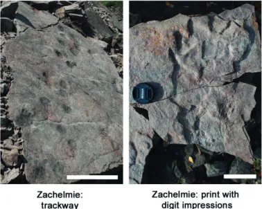 Figure 4 Devonian tetrapod track sites. Zachełmie photos by Grzegorz Niedzwiedzki, reproduced with permission