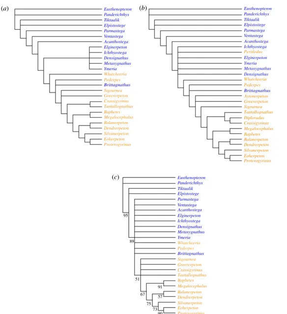 Figure 3. Phylogenetic analysis. (a) Strict consensus of 72 trees of 271 steps, branch-and-bound analysis of 26-taxon matrix.
