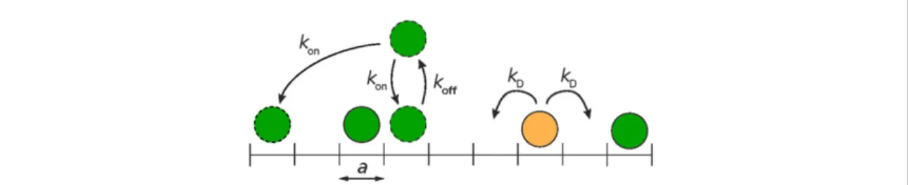 Figure 1. Schematic illustration of our model. All particles are diffusing at the rate k D on a one dimensional lattice with lattice spacing a