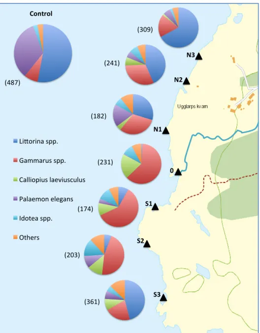 Figure 6. The distribution of invertebrates collected in the locations. The diagrams show the  distribution of total number of collected genera