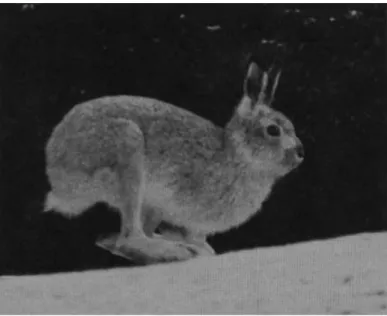 Figure 4. The mountain hare. Photograph by A. Angerbjörn (Angerbjörn &amp; Flux 1995:1) 