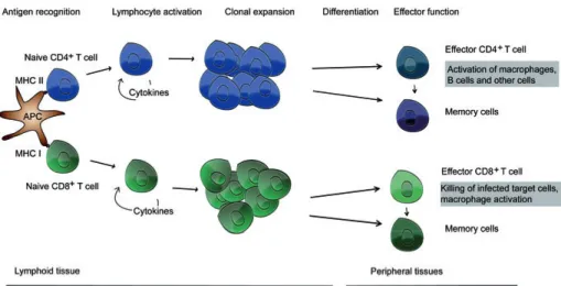 Figure 1. Outcomes of T cell activation. Antigen presenting cells (APCs) circulate  the body and engulf antigens that are subsequently degraded in endocytic vesicles  and loaded as peptides on MHC molecules
