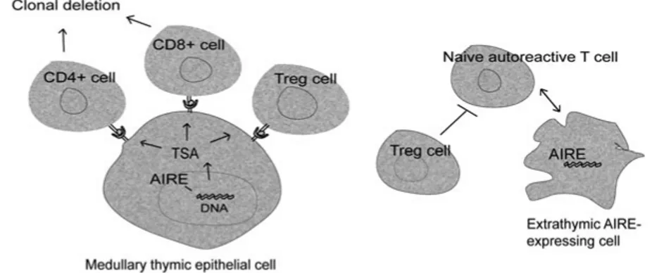 Figure 2. AIRE controls promiscuous expression of otherwise tissue-specific self- self-antigens (TSA) in thymus