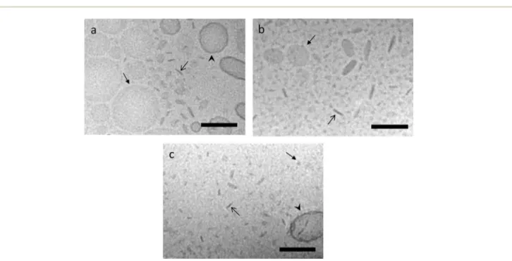Fig. 3 Cryo-TEM analysis of curcumin containing targeting lipodisks (DPPC/cholesterol/curcumin/EGF-NHS-PEG 3400 -DSPE) produced by sonication (a) or detergent depletion using BioBeads (b) and SEC (c)