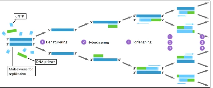 Figur 1: Beskrivning av de olika stegen i Polymerase Chain Reaction (PCR). Steg 1: Dubbelsträngat DNA  denaturerar vid ökad temperatur