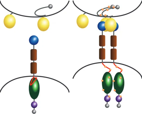 Figure 1.4: Schematic picture of the Eph receptor and the ephrins.