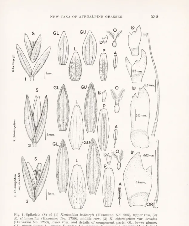 Fig. 1. Spikelets (S) of (1) Keniochloa hedbergii  (H edberg  N o . 908),  upper row, (2)  K