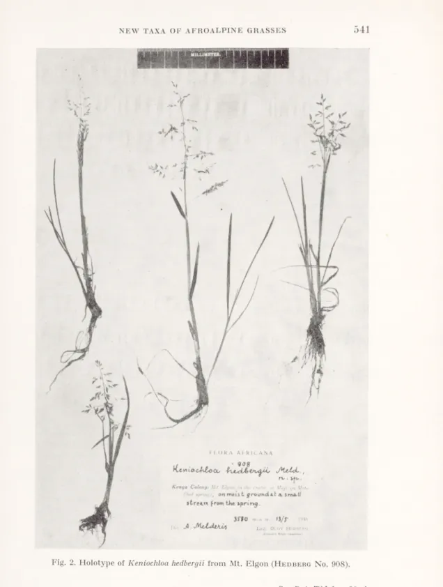 Fig.  2.  Holotype of Keniochloa hedbergii  from  Mt. Elgon  (H edbero  N o . 908).