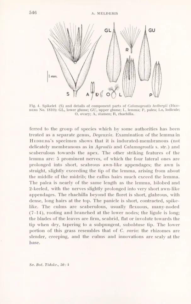 Fig. 4. Spikelet (S) and details of component parts of Calamagrostis hedbergii  (H ed - -bero No