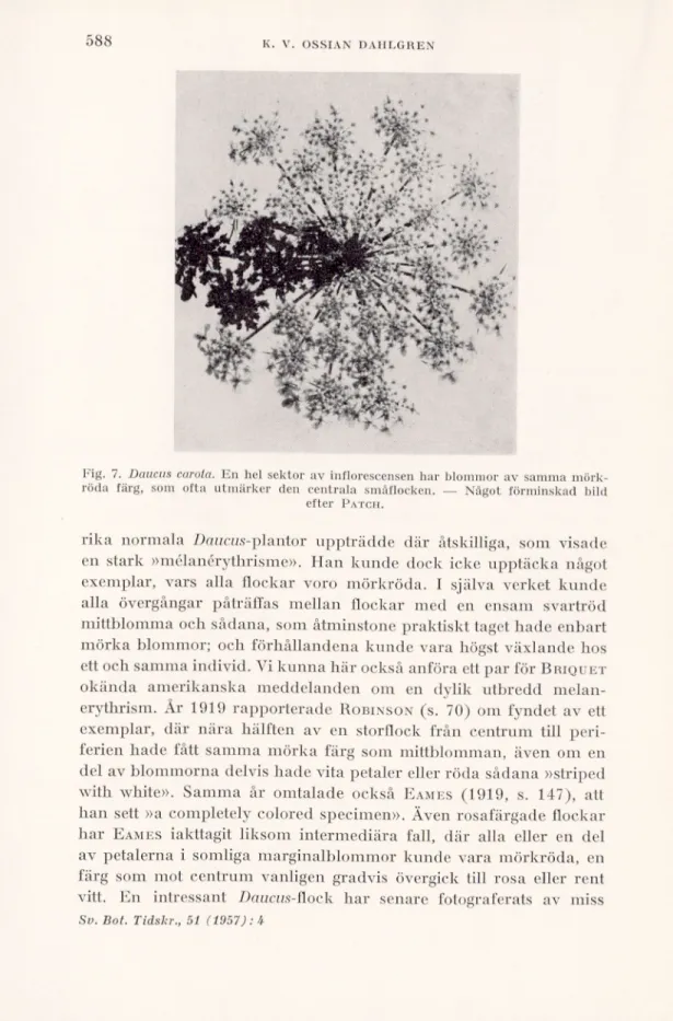 Fig. 7. Daucus carota. En hel sektor av inflorescensen har blommor av samma mörk­