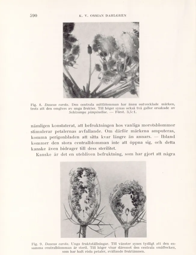 Fig. 8. Daucus carota. Den centrala mittblomman har ännu outvecklade märken,  trots att den omgives av unga frukter