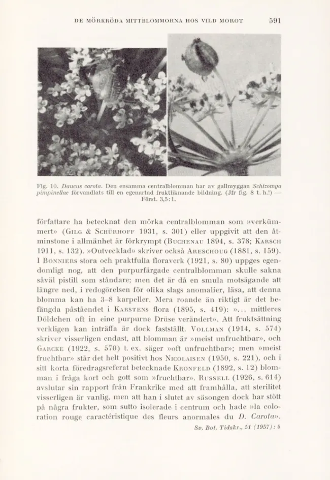 Fig. 10. Daucus carota. Den ensamma centralblomman har av gallmyggan Schizomya  pimpinellae förvandlats till en egenartad fruktliknande bildning