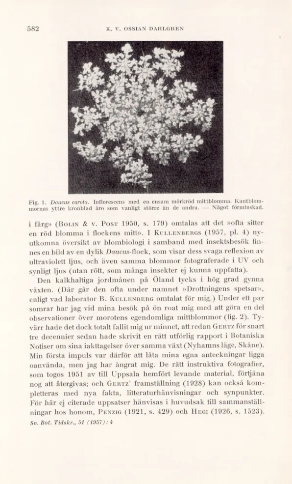 Fig. 1. Daucus carola. Inflorescens med en ensam mörkröd mittblomma. Kantblom­