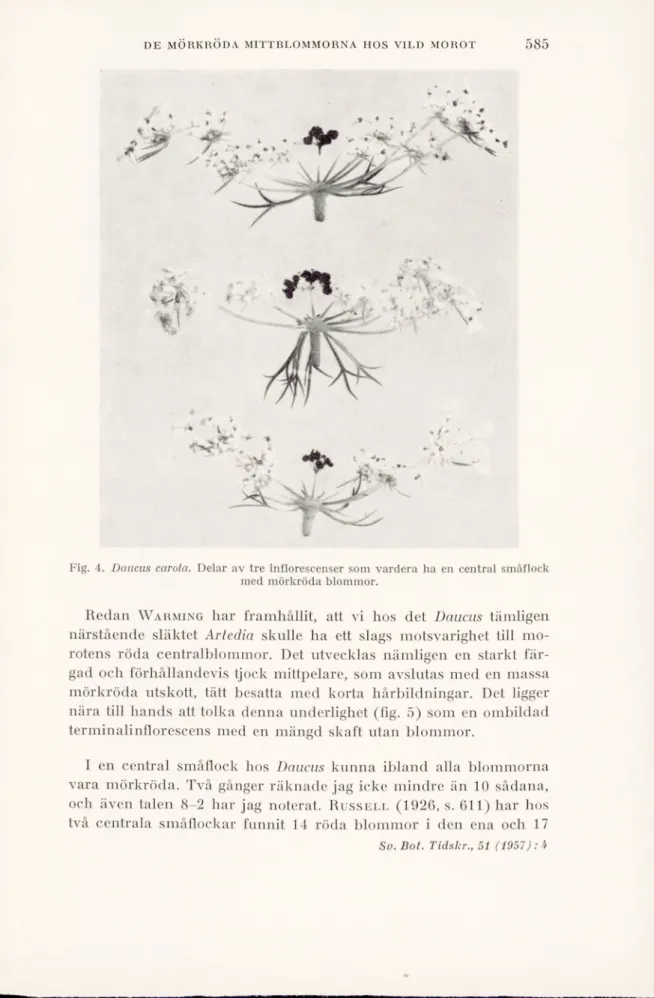 Fig. 4. Daucus carota. Delar av tre inflorescenser som vardera ha en central småflock med mörkröda blommor.