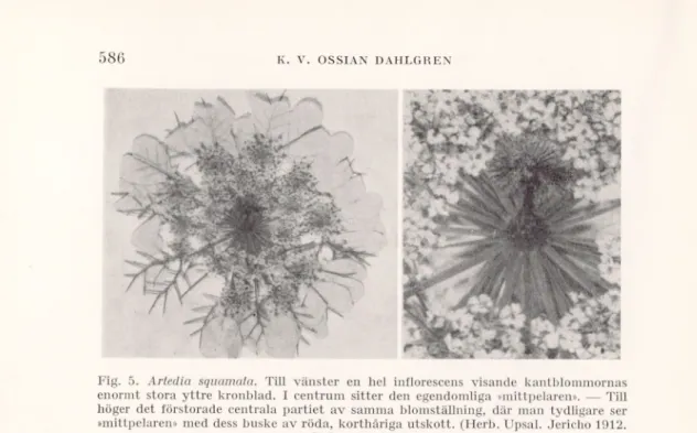 Fig. 5. Artedia squamata. Till vänster en hel inflorescens visande kantblommornas  enormt stora yttre kronblad