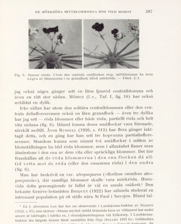 Fig. 6. Daucus carota. Utom den centrala småflocken resp. mittblomman ha även  några av blommorna i en grannflock blivit mörkröda