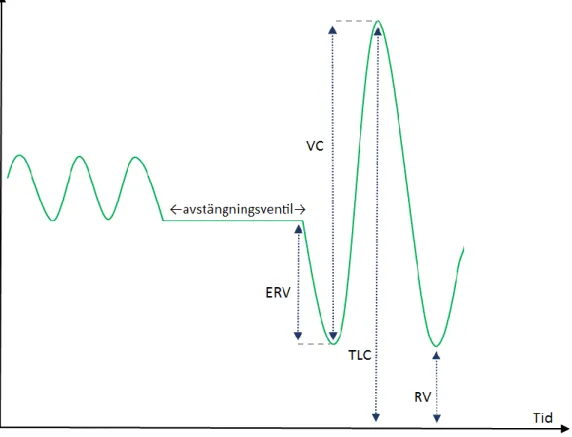 Figur  2.  Andningsmanöver  kroppspletysmografi.  VC,  vitalkapacitet;  ERV,  exspiratorisk reservvolym; TLC, total lungkapacitet; RV, residualvolym