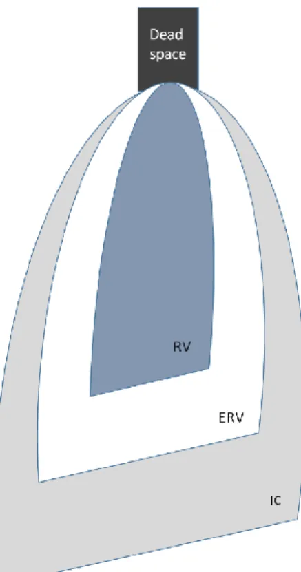 Figur 1. Relevanta lungvolymer. RV, residualvolym; ERV, exspiratorisk reservvolym; IC, inspiratorisk  kapacitet, TLC, total lungkapacitet; FRC, funktionell residualkapacitet; VC, vitalkapacitet